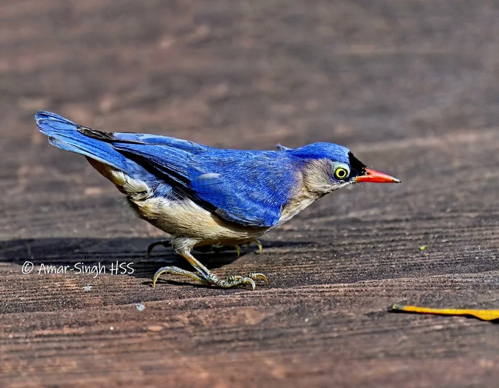 The Velvet-fronted Nuthatch (Sitta frontalis) is absent in many mangroves in Selangor | Photo: Amar-Singh HSS via Macaranga