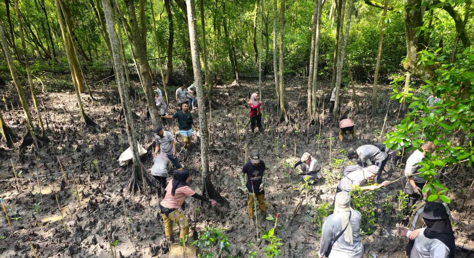 At Mangrove Point, Selangor, seedlings are planted landward-facing and their growth monitored. Photo: Selangor Maritime Gateway via Macaranga