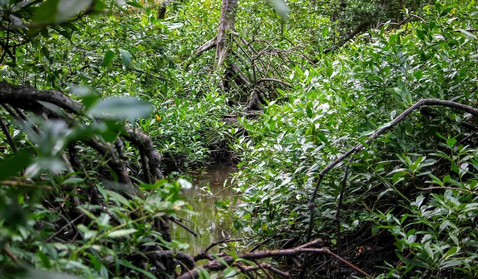 Mangrove forests along Malaysia's coasts are being cut off from expanding landwards by roads, bunds, aquaculture, urbanisation, and landfills. Photo: Macaranga