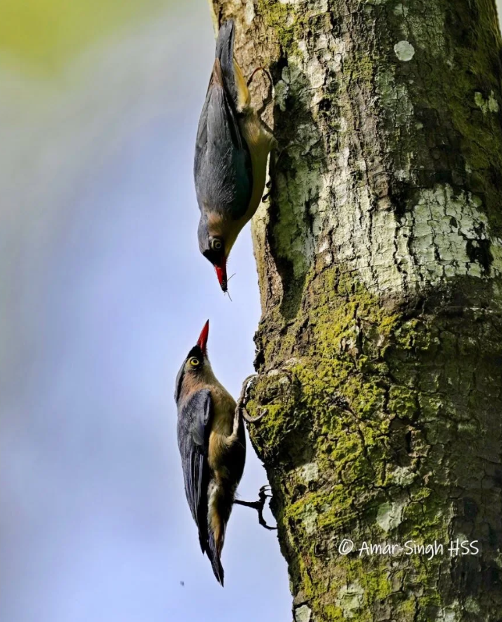 If healthy back mangroves are restored, Velvet-fronted Nuthatches might return to Selangor's mangroves; Photo: Amar-Singh-HSS via Macaranga
