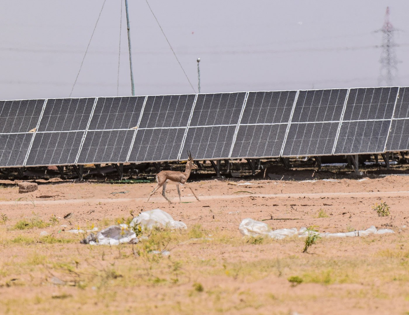 Solar and wind energy projects are taking up grasslands and commons here in Jaisalmer district of Rajasthan. For the local people, there is anger and despair at the lack of agency over their surroundings and the subsequent loss of pastoral lives and livelihoods. Photo: Radheshyam Bishnoi/PARI