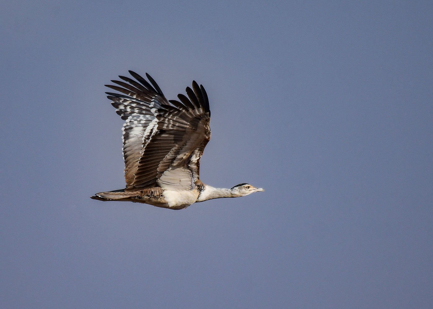 Not only is the Great Indian Bustard at risk, but so are the scores of other birds that come through Jaisalmer which lies on the critical Central Asian Flyway (CAF) – the annual route taken by birds migrating from the Arctic to Indian Ocean. Photo: Radheshyam Bishnoi/PARI