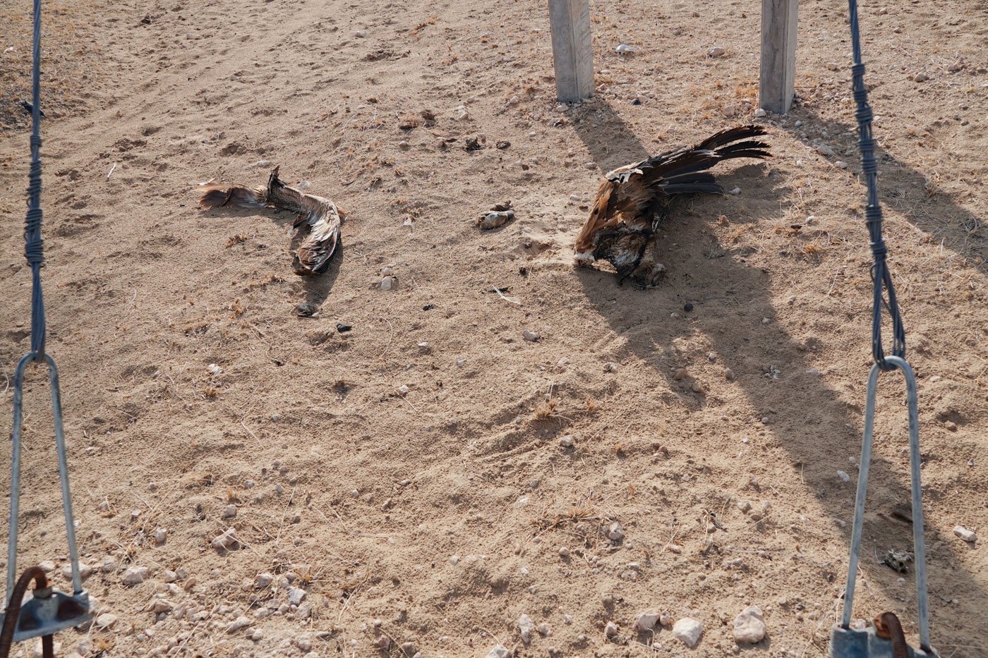 The remains of a dead griffon vulture in Bhadariya near a microgrid and windmill. Photo: Urja/PARI