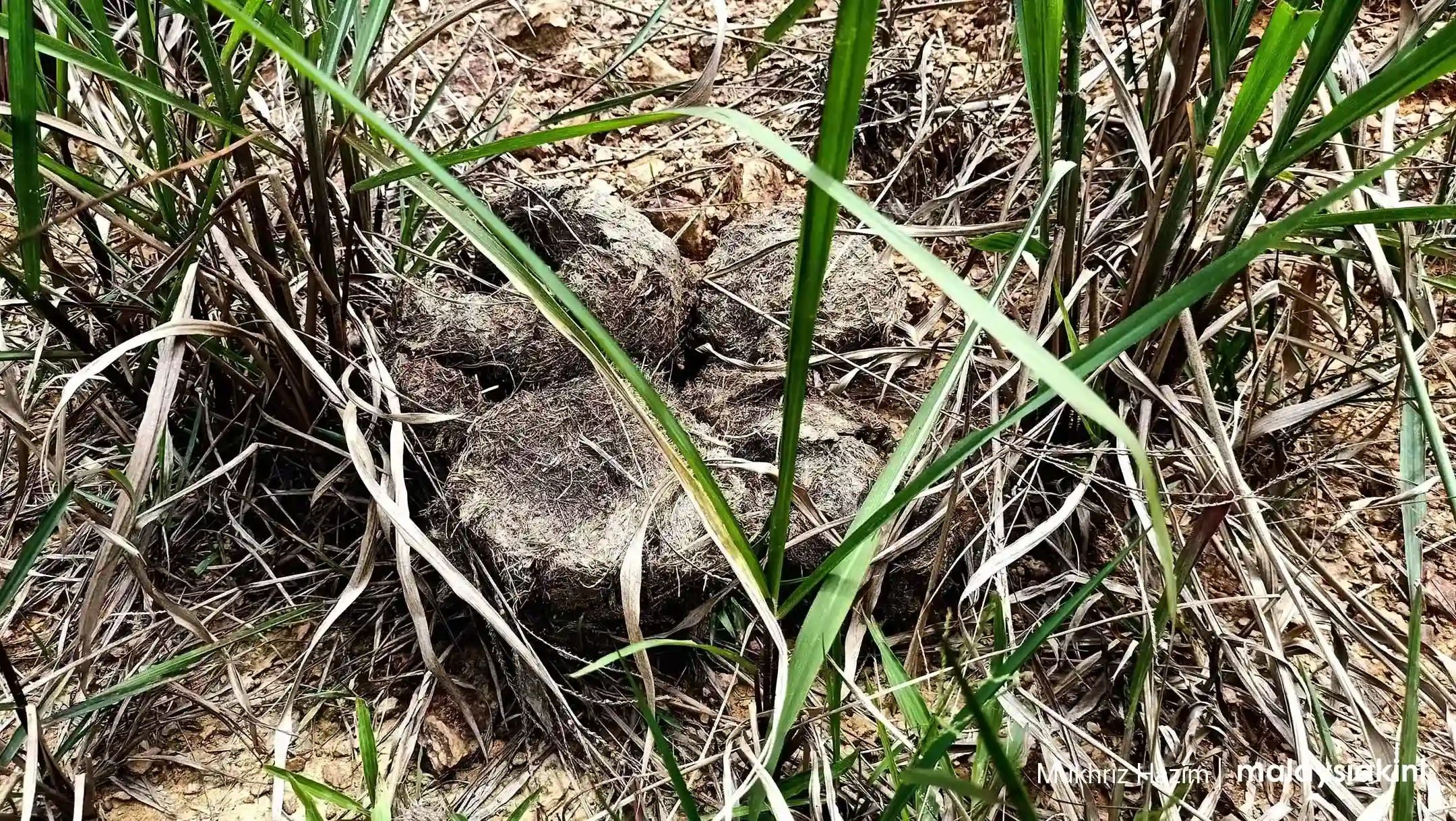 In this post-apocalyptic sight, what little green left are mostly weeds and some scattered oil palm trees. Photo: Malaysiakini