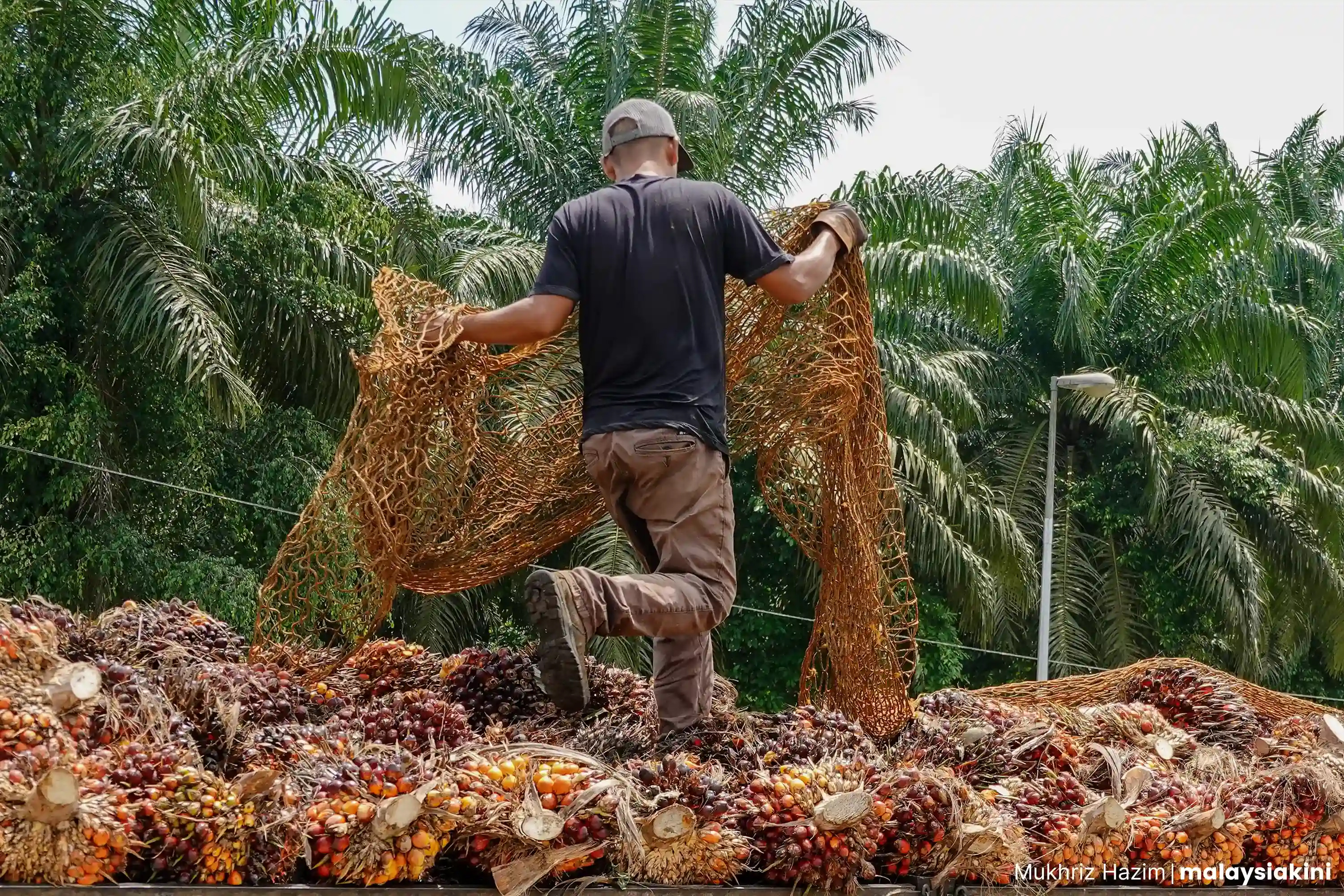 A worker transporting oil palm fruits at Hulu Tembeling. Photo: Mukhriz Hazim/Malaysiakini.