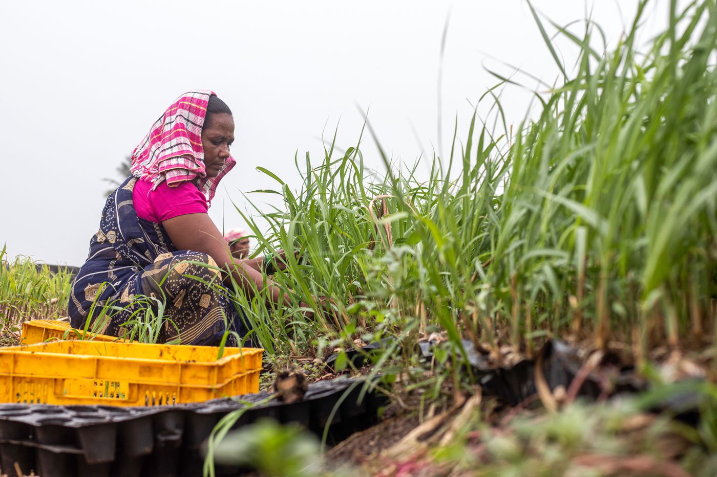 Reshma Kamble, an agricultural labourer at work in flood-affected Khutwad village. Photo: Sanket Jain/PARI