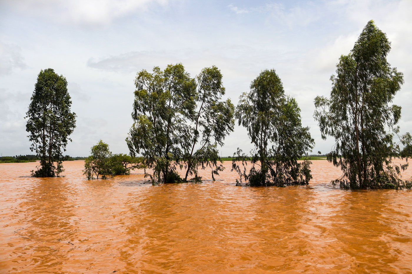 Recurrent flooding rapidly destroys farms and fields in several villages in Shirol taluka. Photo: Sanket Jain/PARI