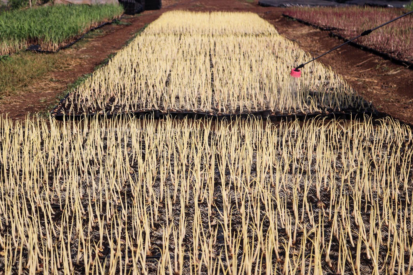 To ensure that sugarcane reaches a height of at least seven feet before another flood, farmers are increasing the use of chemical fertilisers and pesticides. Photo: Sanket Jain/PARI