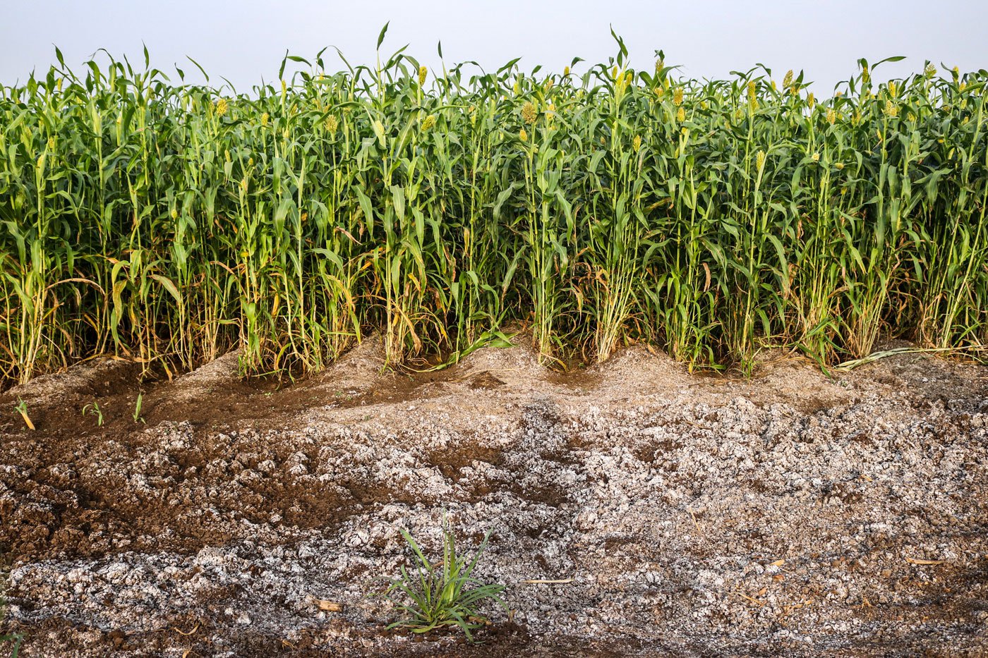 Saline fields in Shirol; an estimated 9,402 hectares of farming land were reported to be saline in 2021 owing to excessive use of chemical fertilisers and pesticides. Photo: Sanket Jain/PARI