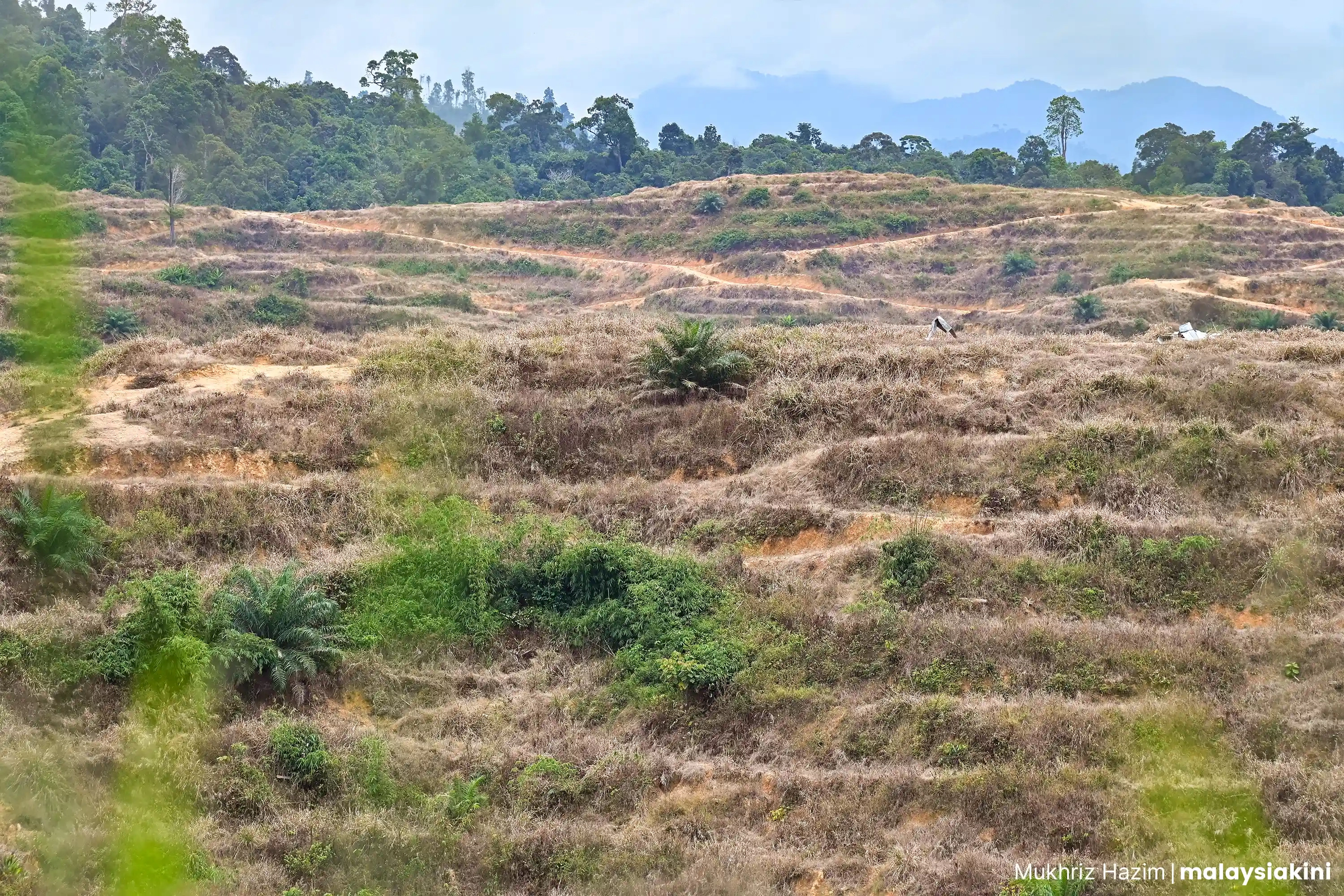 The remaining palm trees in PKNP’s plantation. Photo: Mukhriz Hazim/Malaysiakini