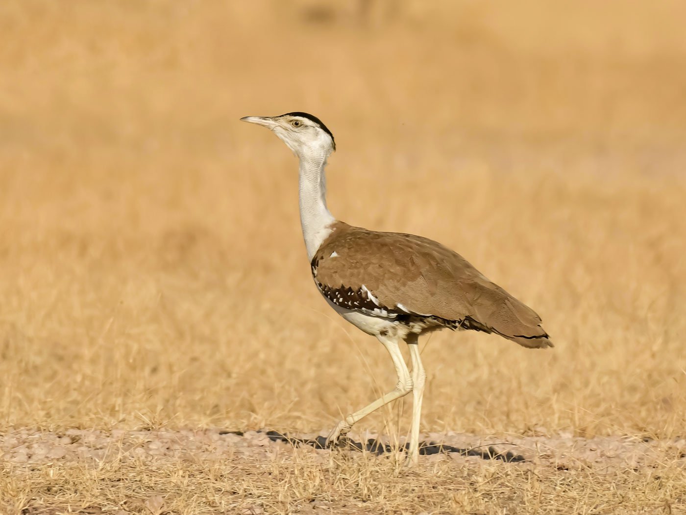 Today there are totally only around 120-150 Great Indian Bustards in the world and most live in Jaisalmer district. Photo: Radheshyam Bishnoi/PARI