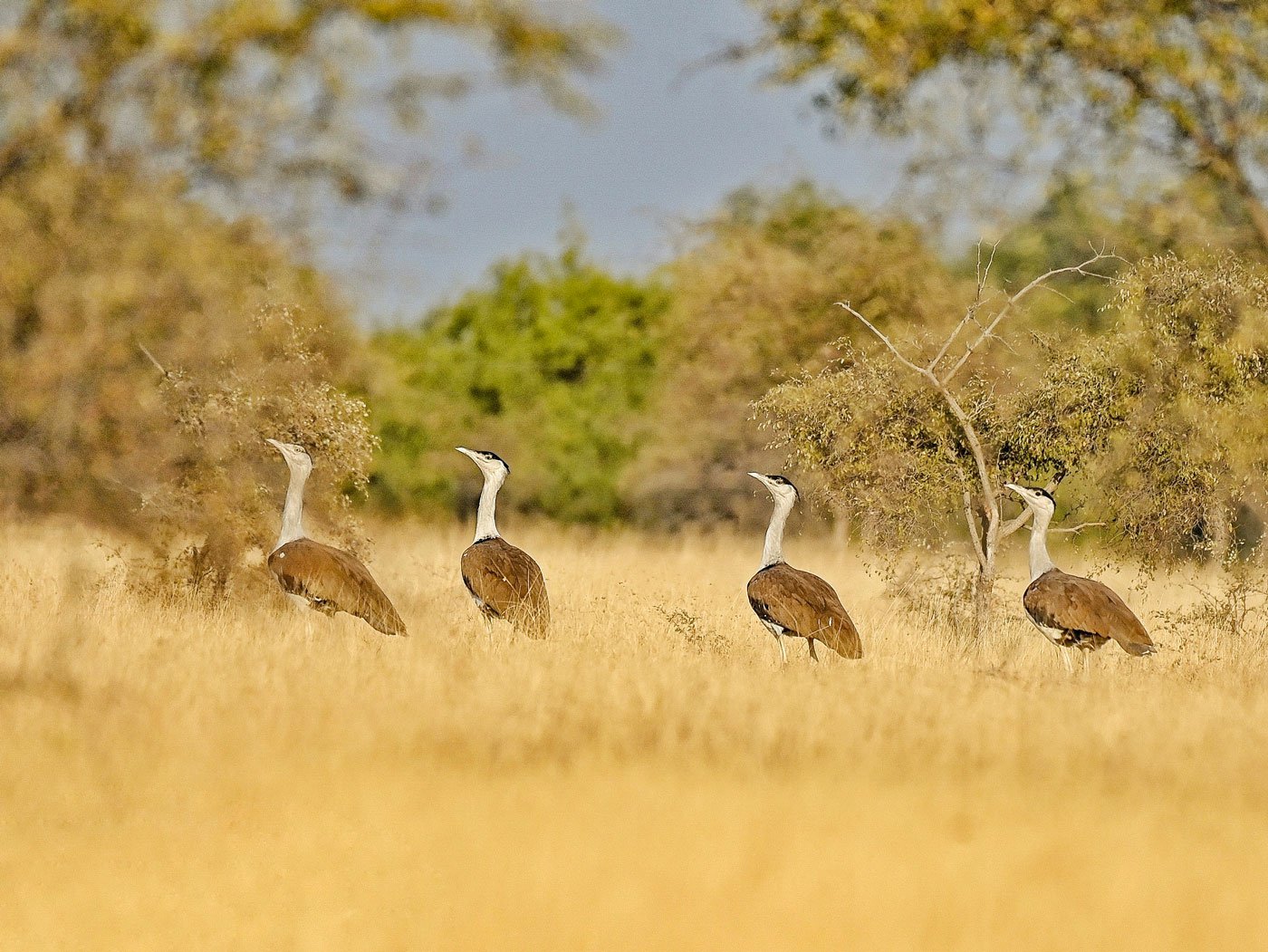 'The godawan doesn’t harm anyone. In fact, it eats small snakes, scorpions, small lizards and is beneficial for farmers,” says Radheshyam