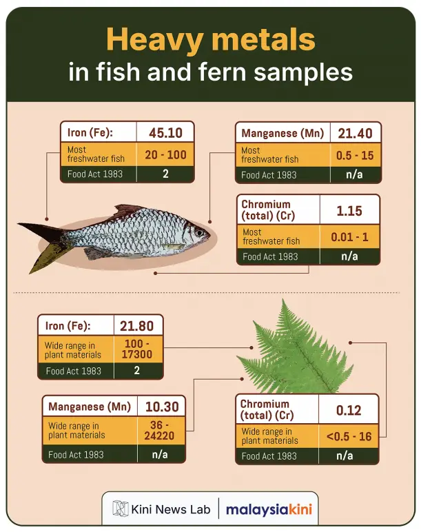 Heavy metals in fish and fern samples. Graphic: Malaysiakini