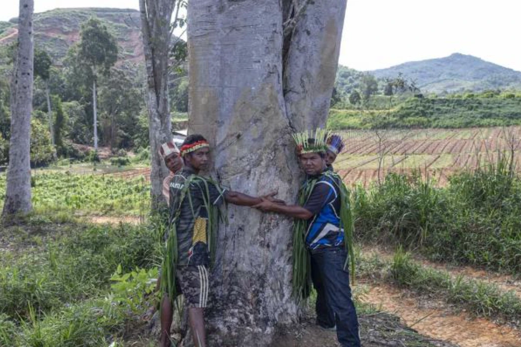 A rubber tree planted 80 years ago is a treasured heirloom. Photo: Malaysiakini