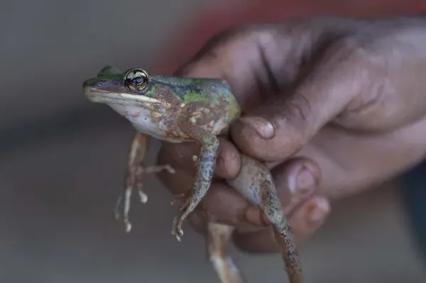 A frog caught in the river polluted by mining effluent, has a rusty red film on it. It is a source of protein. Photo: Azneal Ishak via Malaysiakini