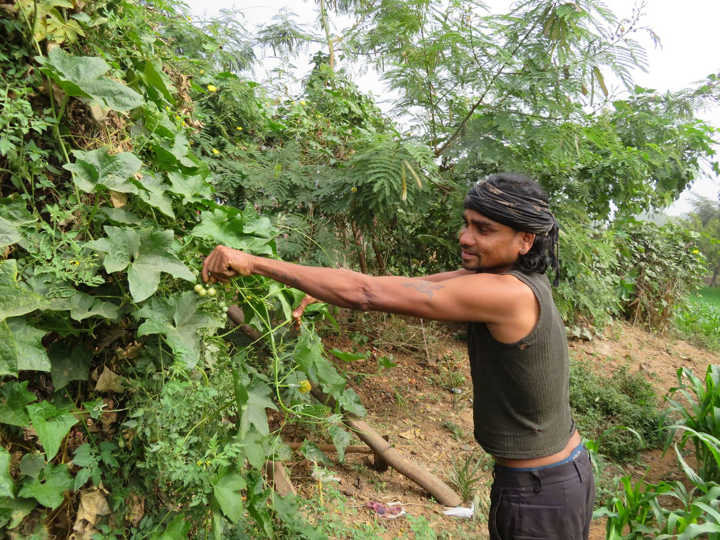 Paaru Damor takes care of his crops. Photo: Priti David/PARI