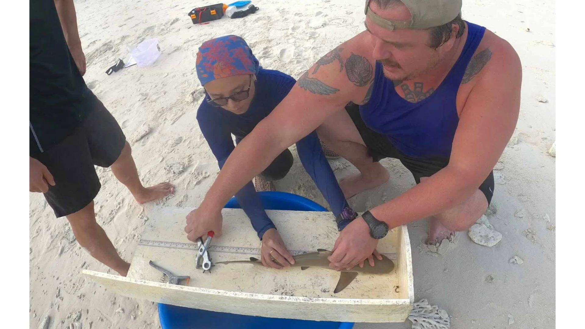 Shark scientists Serena Adam and Nicholas Tolen measure and tag a juvenile Blacktip Reef Shark captured at Chagar Hutang as part of a Mark and Recapture study. Photo: Faqih Akbar via Macaranga