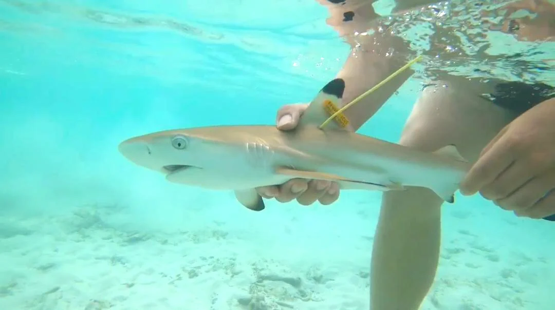 A newly tagged juvenile Blacktip Reef Shark is released at its initial capture site at Chagar Hutang, part of a Mark and Recapture study. Photo: Nicholas Tolen via Macaranga
