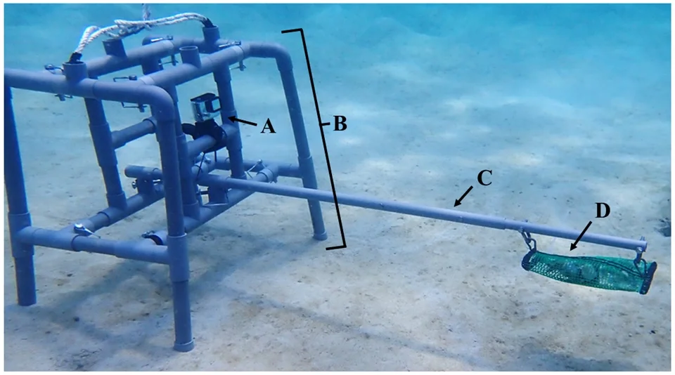 A BRUV device: (A) GoPro Hero 8 camera (B) weighted PVC frame (C) meter-long bait arm (D) 500 grams of oily fish bait, designed to attract juvenile Blacktip Reef Sharks into the camera's field of view. Photo: Nicholas Tolen via Macaranga