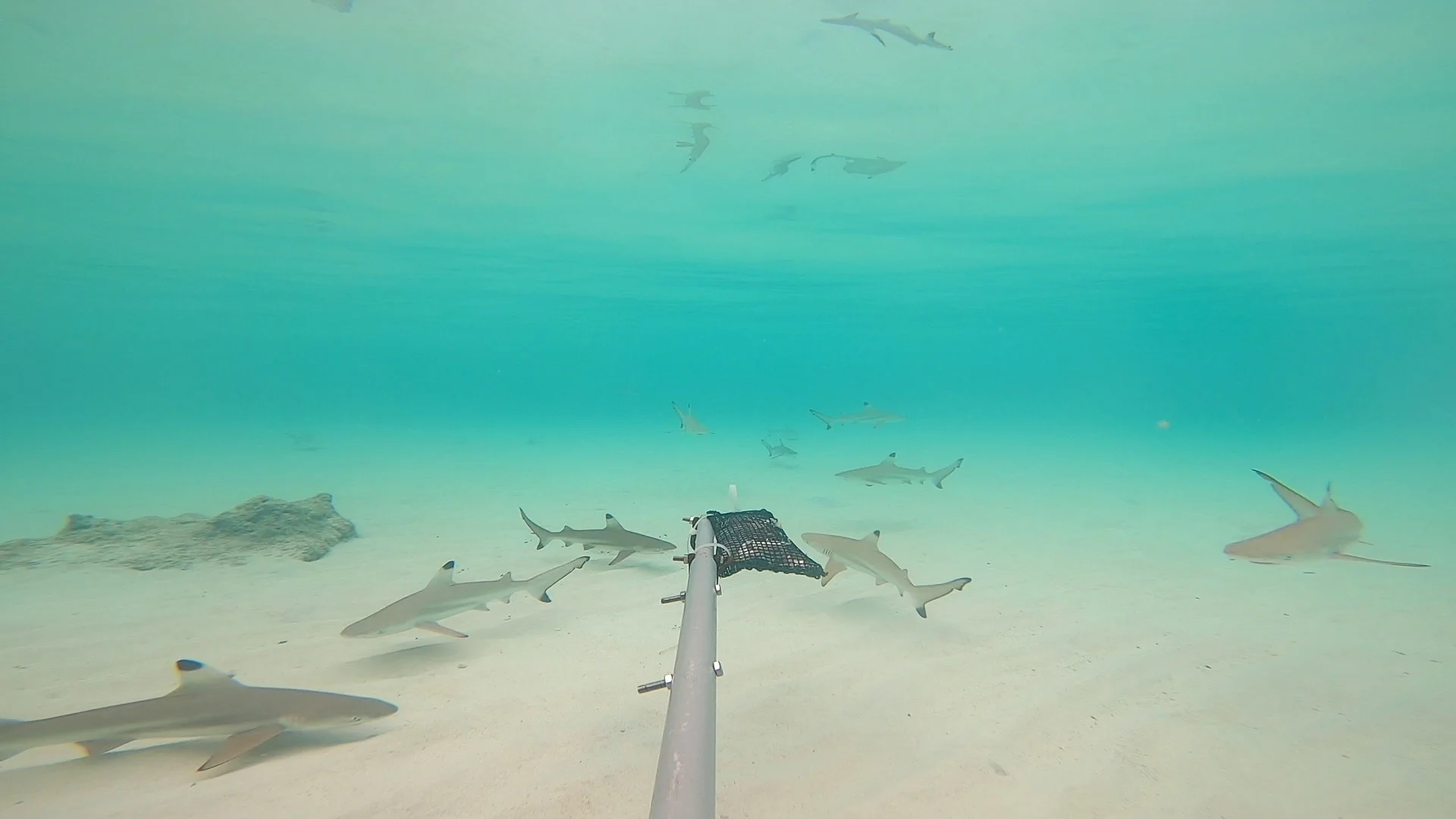 10 juvenile Blacktip Reef Sharks are captured on camera in the Baited Remote Underwater Video (BRUV) survey at Chagar Hutang. Photo: Nicholas Tolen via Macaranga
