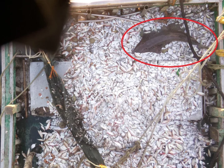 The cameras confirm that East Tun Mustapha is an ISRA for critically endangered Bottlenose Wedgefish (Rhynchobatus australiae). Photo: Marine Research Foundation