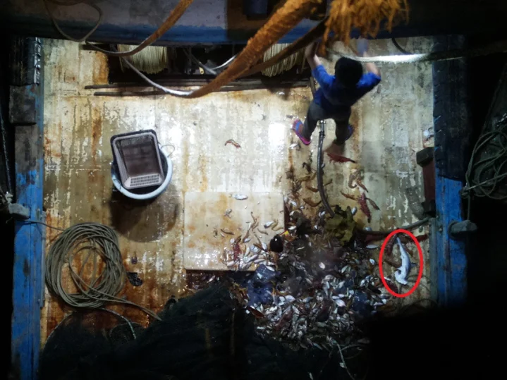 East Tun Mustapha is also an important site for Scalloped Hammerheads to reproduce. Photo: Marine Research Foundation