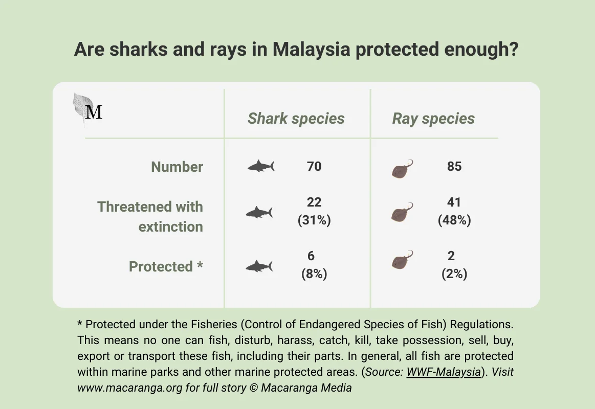 Data visual questioning if sharks and rays in Malaysia are protected enough, depicting that only 8% and 2% of shark and ray species are actually protected.