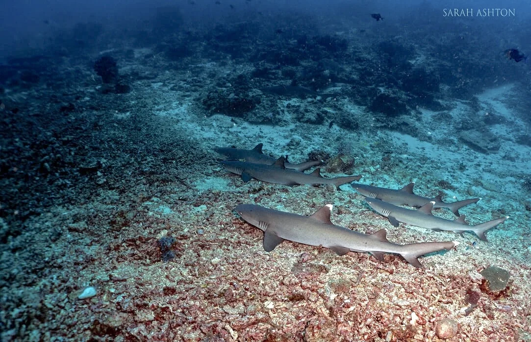 Whitetip Reef Sharks rest in groups safely in Sipadan. Photo: Sarah Ashton/Proposal Submission for ISRA listing of Sipadan, 2024