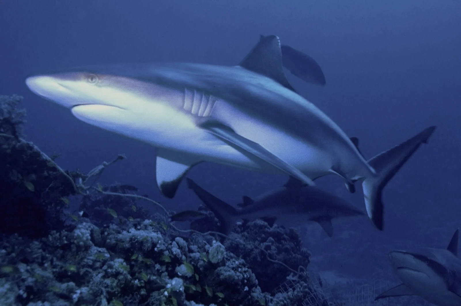 Grey Reef Sharks reproduce in Sipadan waters. Photo: Albert Kok/Wikimedia Commons