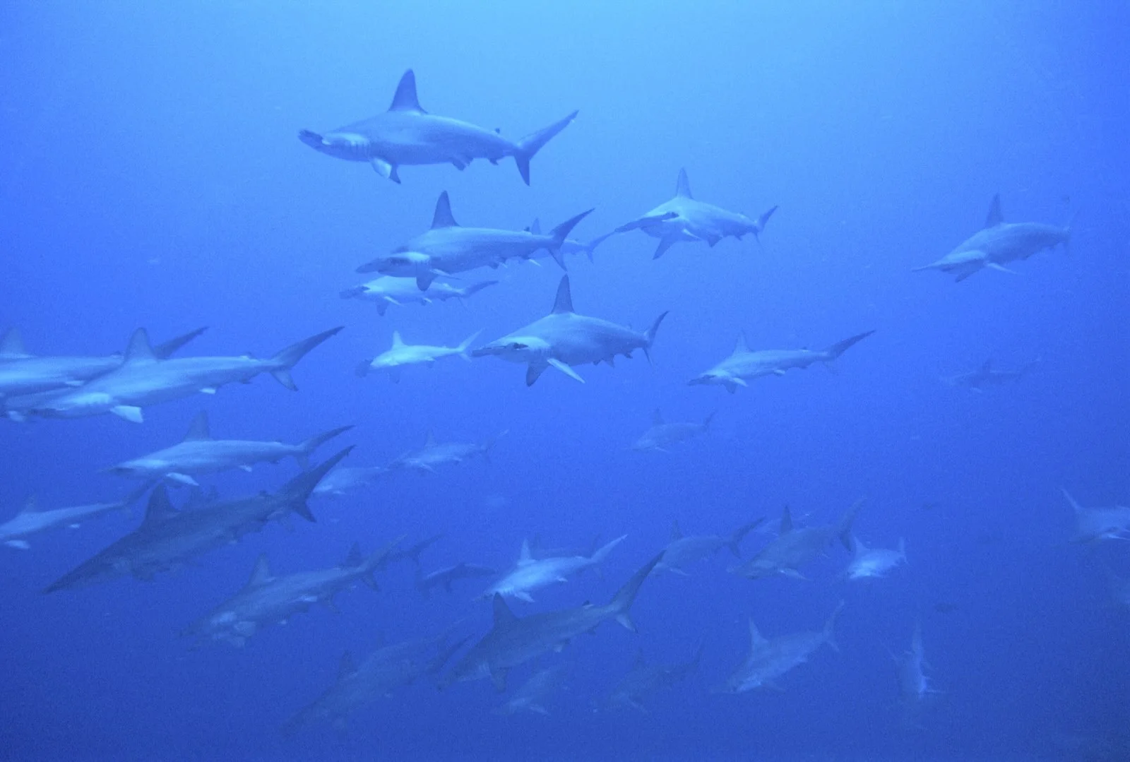Sipadan is recognised for schools of Scalloped Hammerhead Sharks like these. Photo: scubazoo.com.my