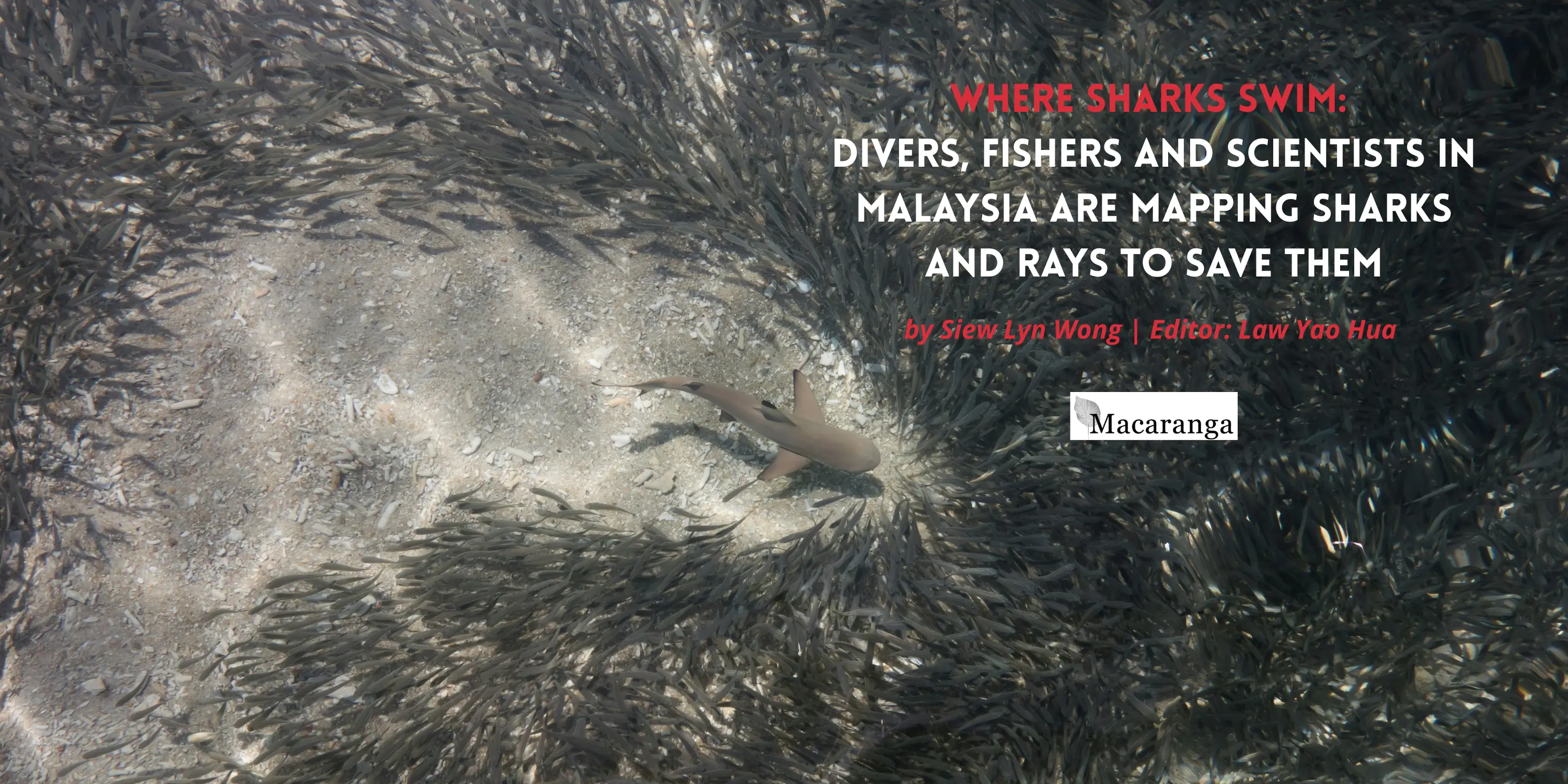 A group of small blacktip reef sharks on Perhentian Islands, Malaysia. Photo: Kris-Mikael Krister, sourced via Unsplash by Macaranga.