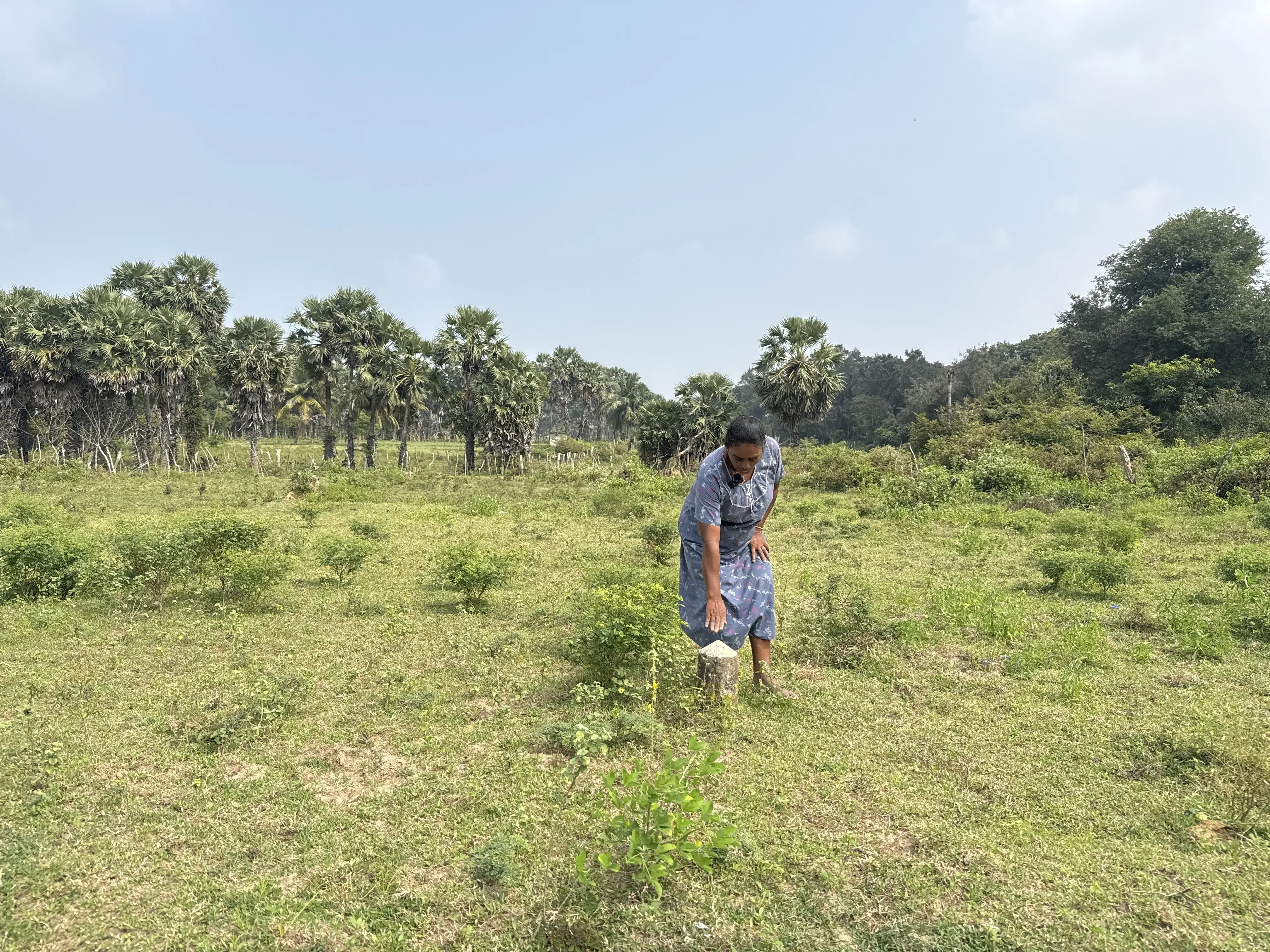 Sasikumar Santhidevi shows us the concrete polls that separate her own lands from the rest of the plot. Photo: Rukshana Rizwie