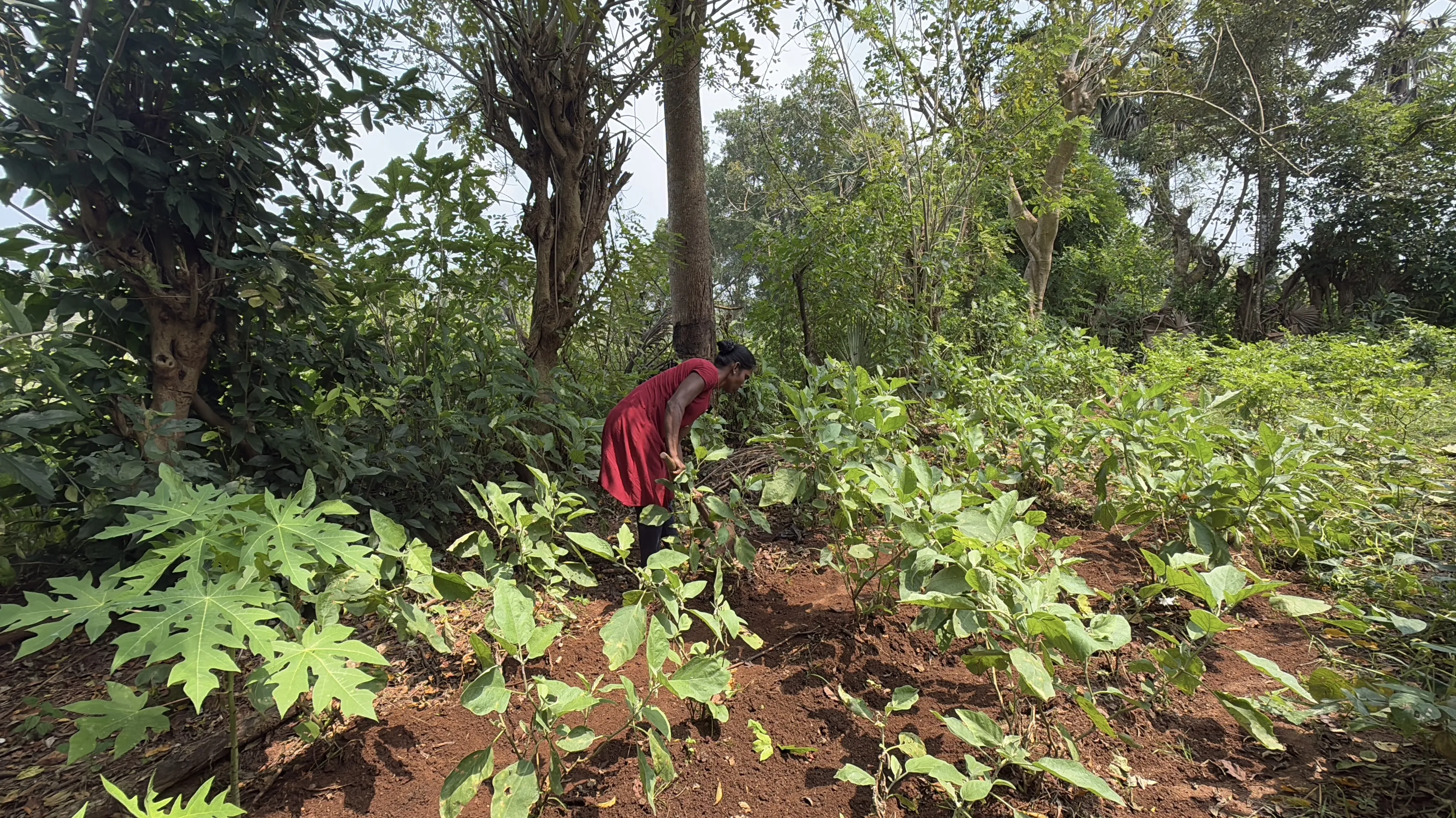 Photo: Santhirasegaram Sivaranjini, seen in this photograph, grows vegetables in a patch next to her home for the third year in a row.