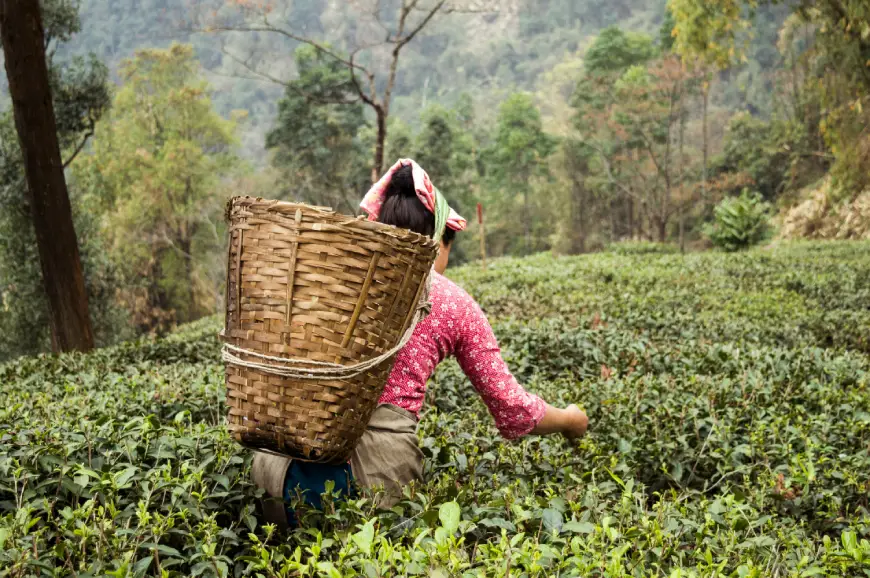 A woman worker plucking tea leaves with a basket on her back
