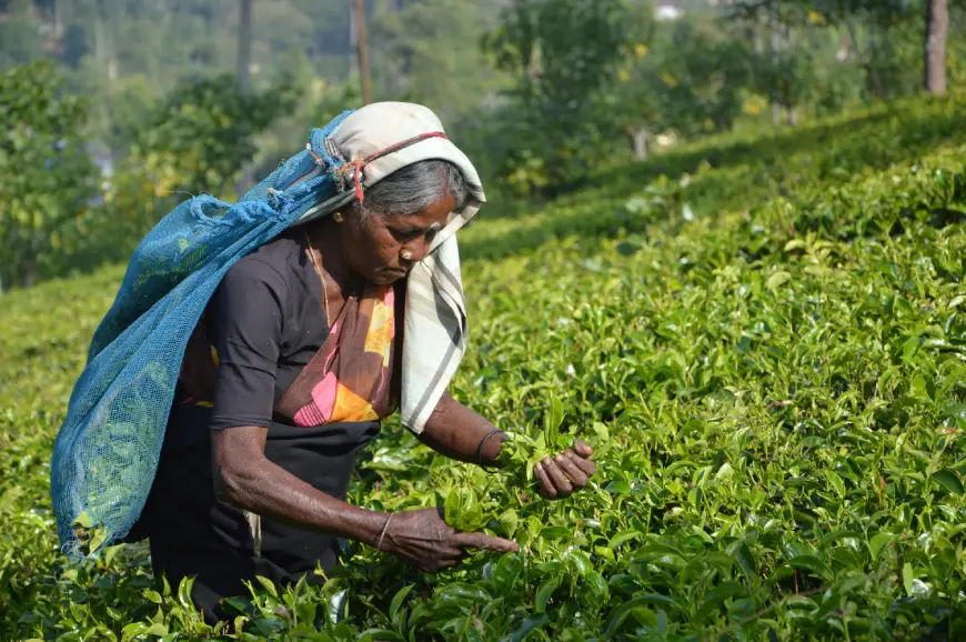 An aged woman worker plucking leaves in the background of a lush green tea estate