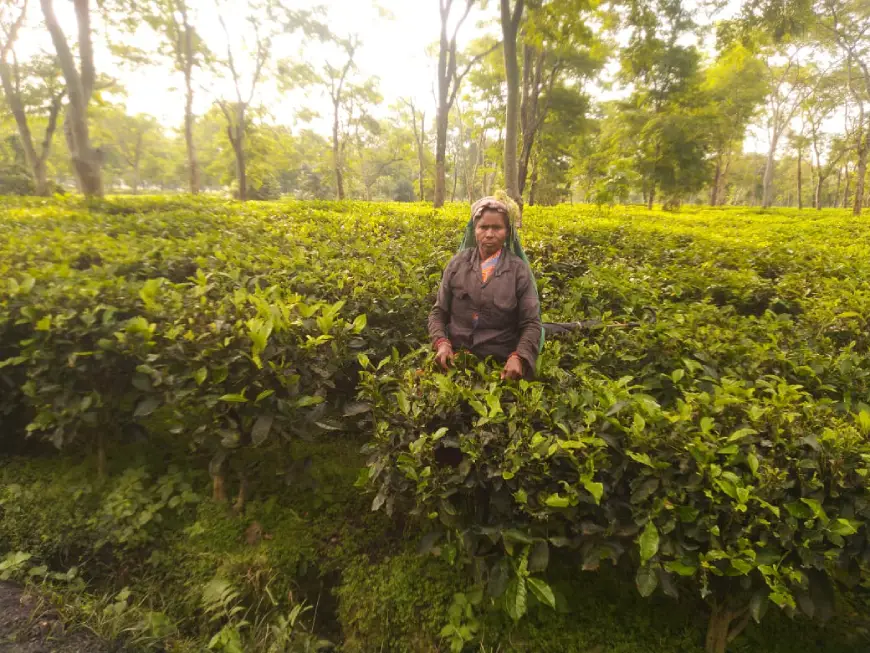 Bijili Sahu, a worker at a tea estate near Segunbari in Assam’s Udalguri district plucks tea leaves just like every other day
