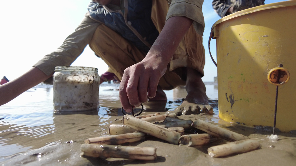 Freshly harvested razor clams, which are a cigarette shaped oyster species. 