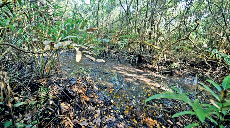 More rain also creates more stagnant water bodies and receptacles that mosquitoes may breed in.