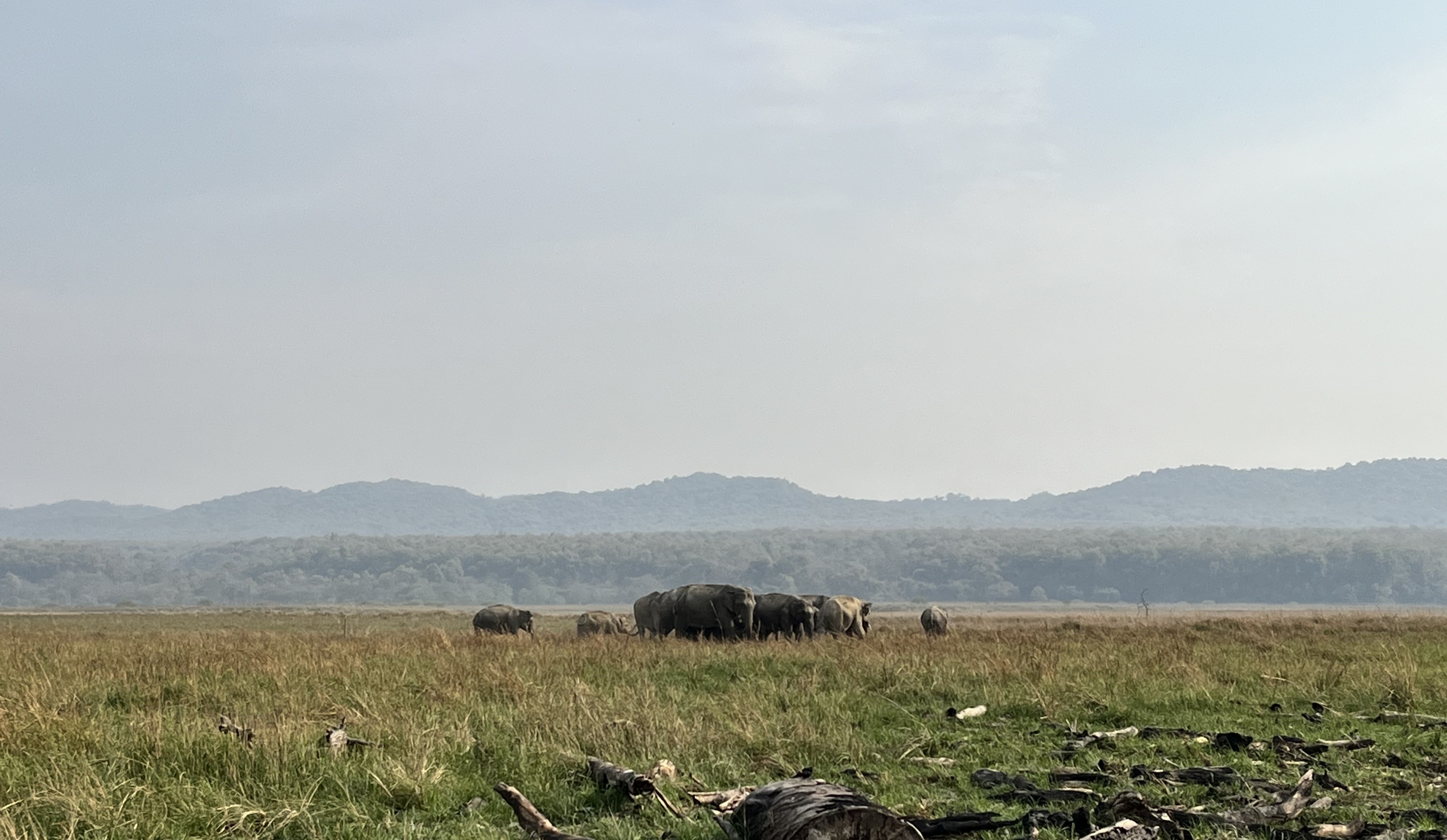 The image is from Jim Corbett National Park and shows a herd of elephants. 