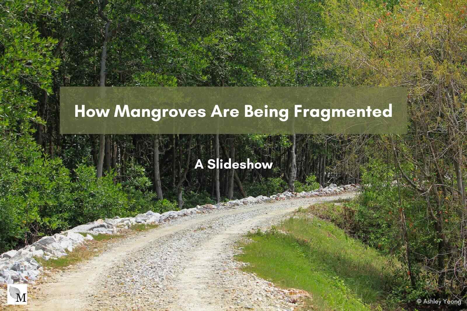 Slideshow Image 1. Photo: Macaranga