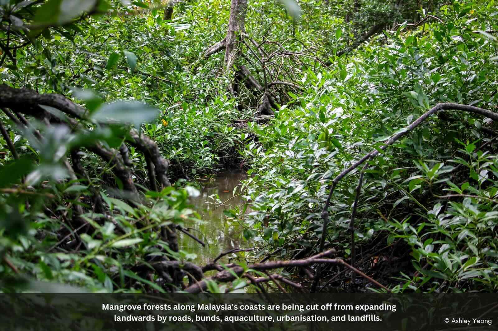 Slideshow Image 2. Photo: Macaranga