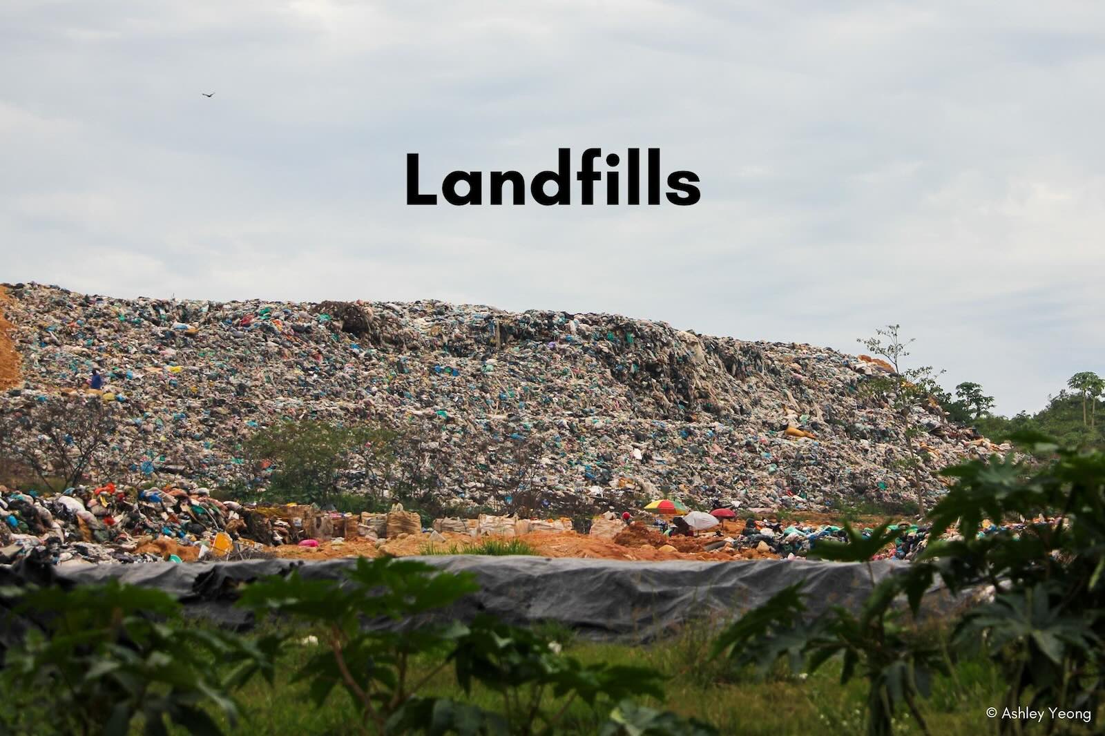 Slideshow Image 3. Photo: Macaranga