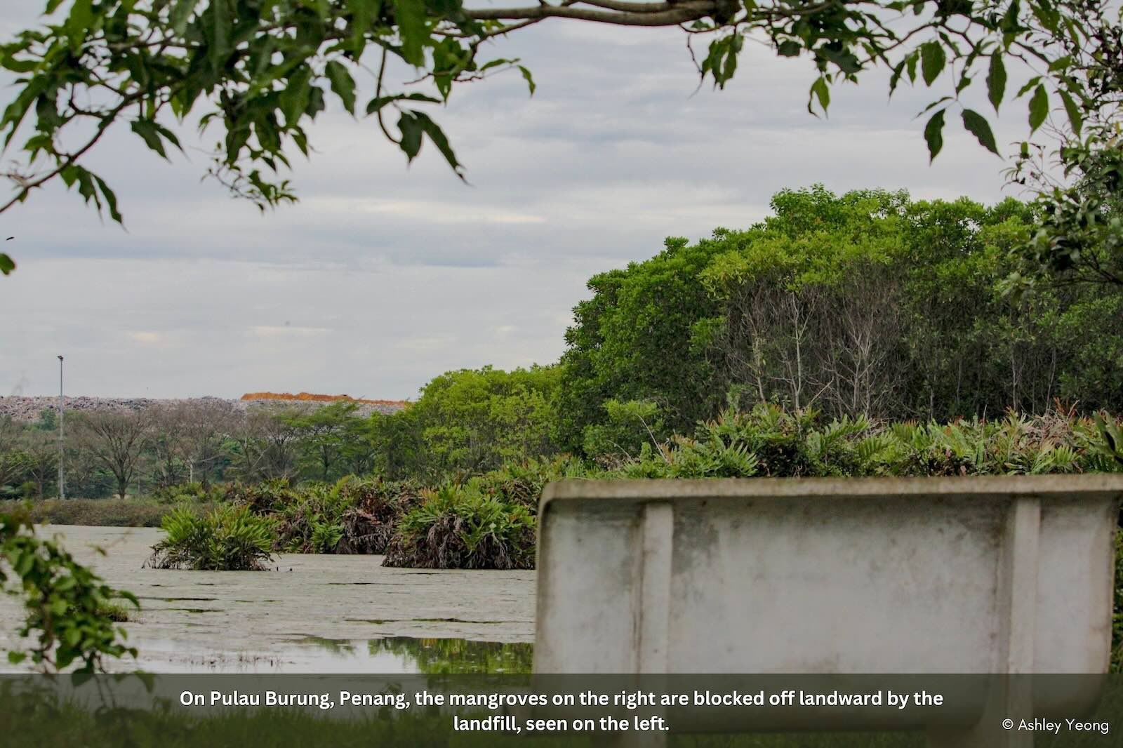 Slideshow Image 4. Photo: Macaranga