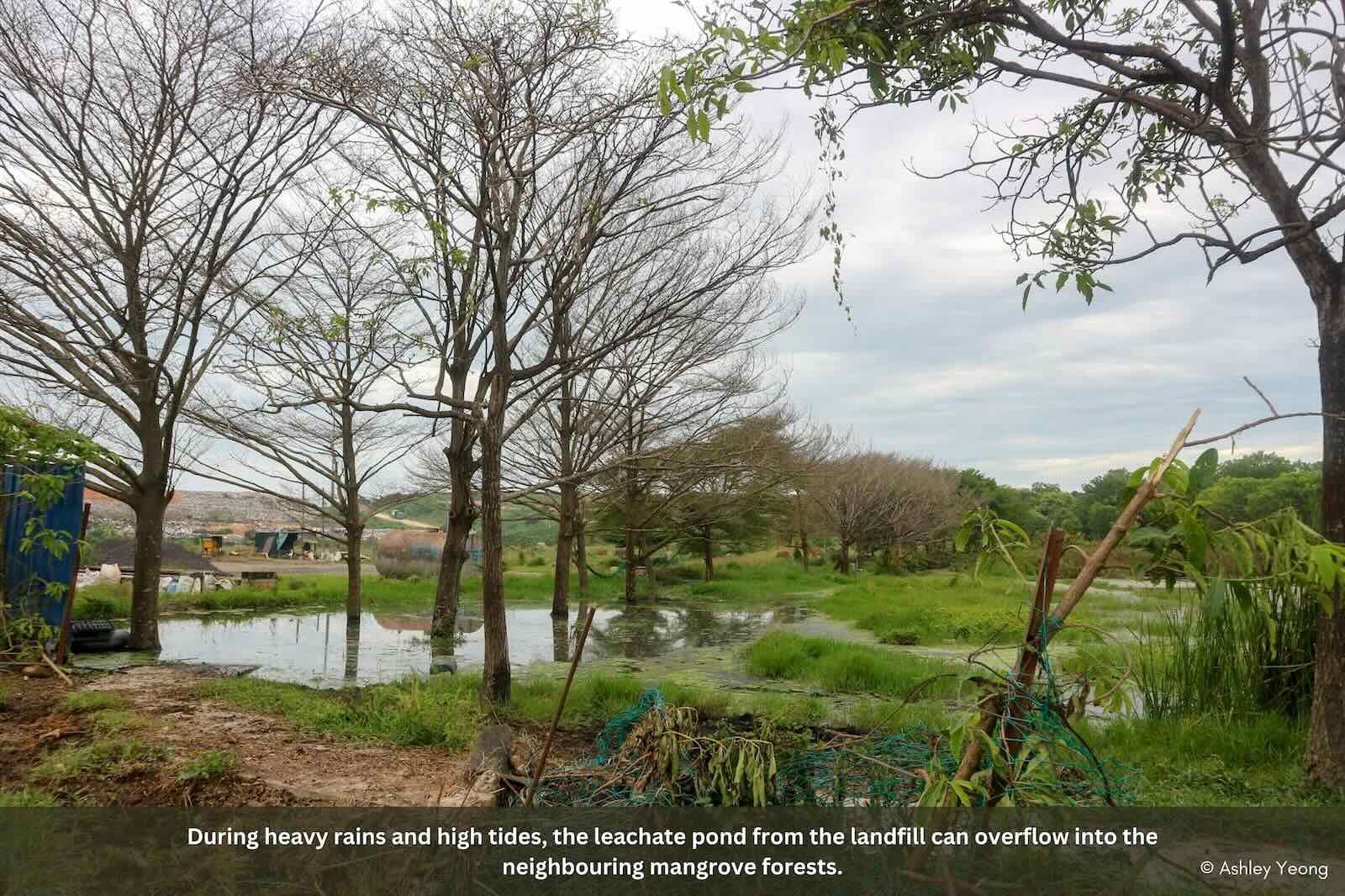 Slideshow Image 5. Photo: Macaranga