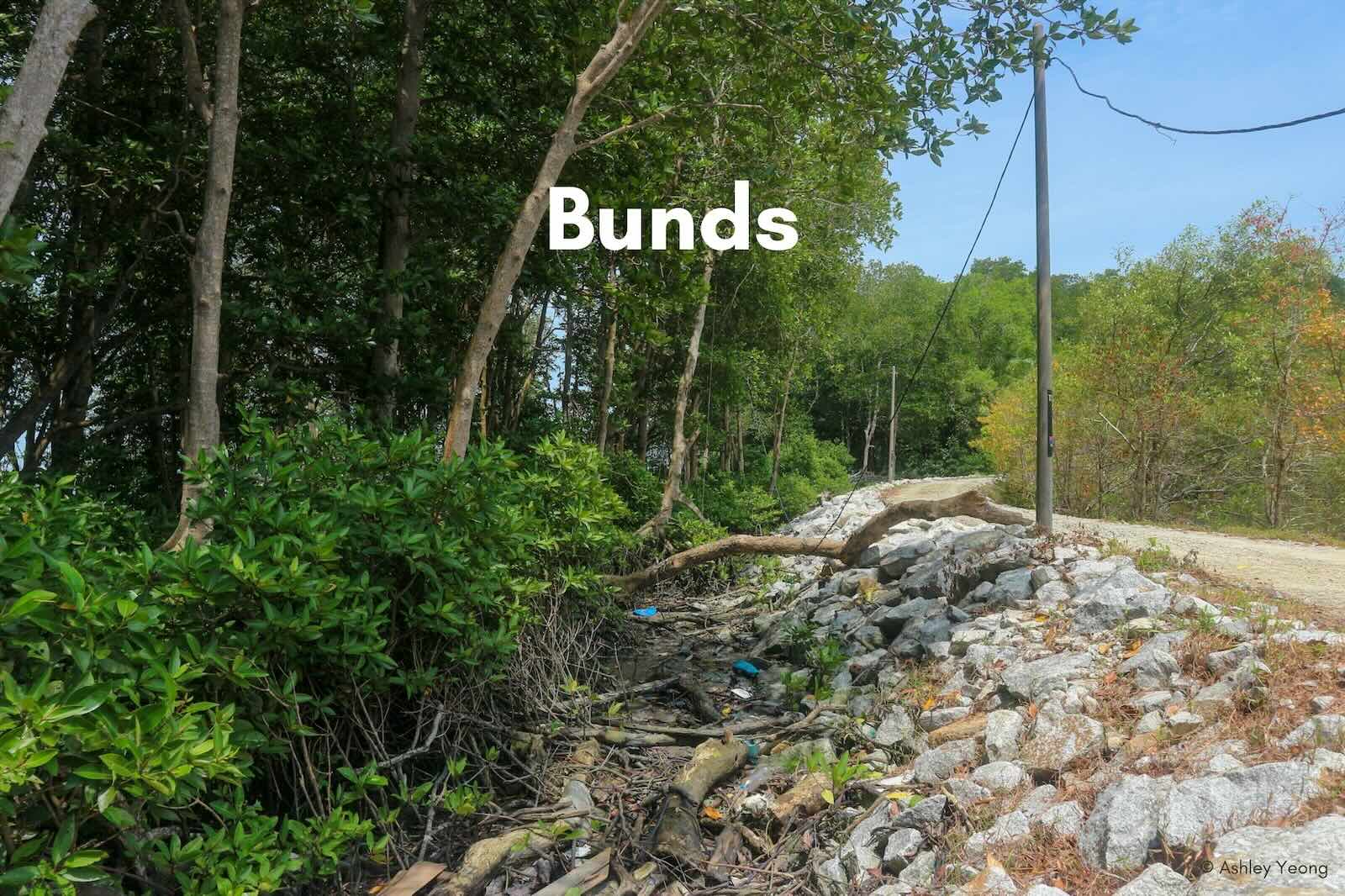 Slideshow Image 6. Photo: Macaranga