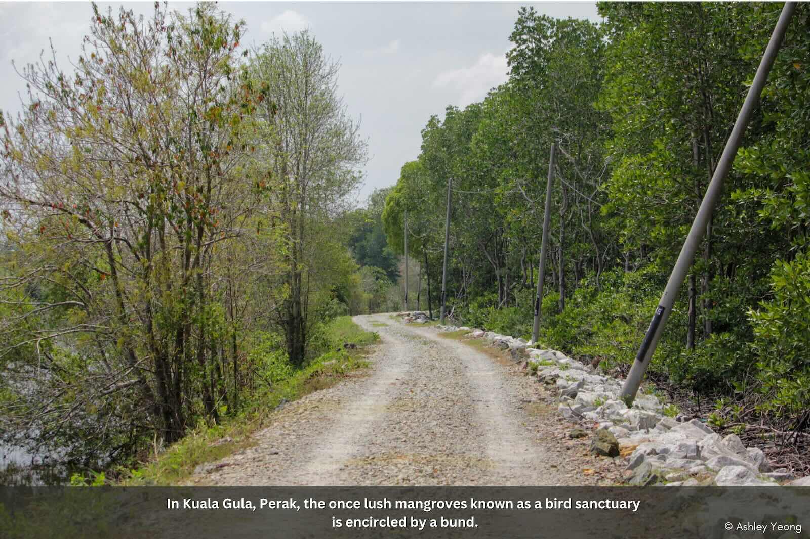 Slideshow Image 7. Photo: Macaranga