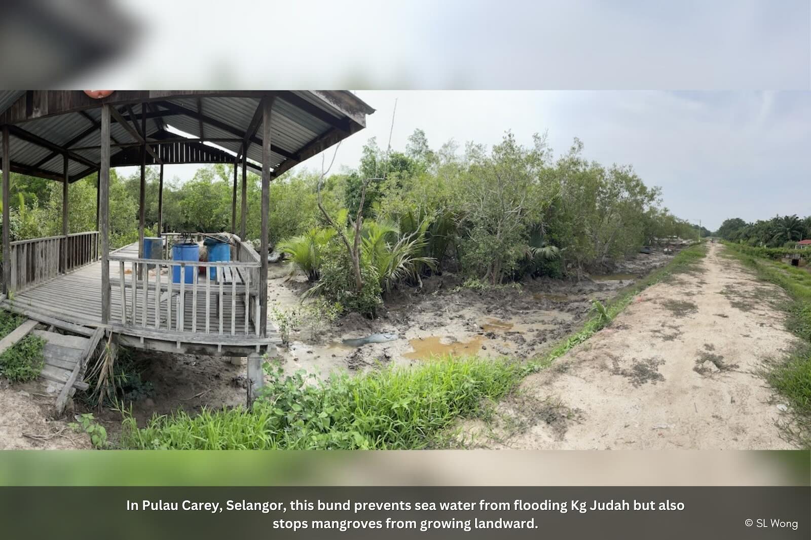 Slideshow Image 8. Photo: Macaranga