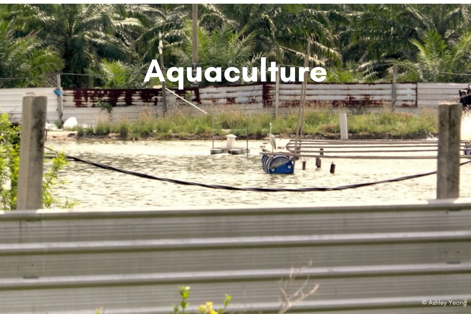 Slideshow Image 9. Photo: Macaranga