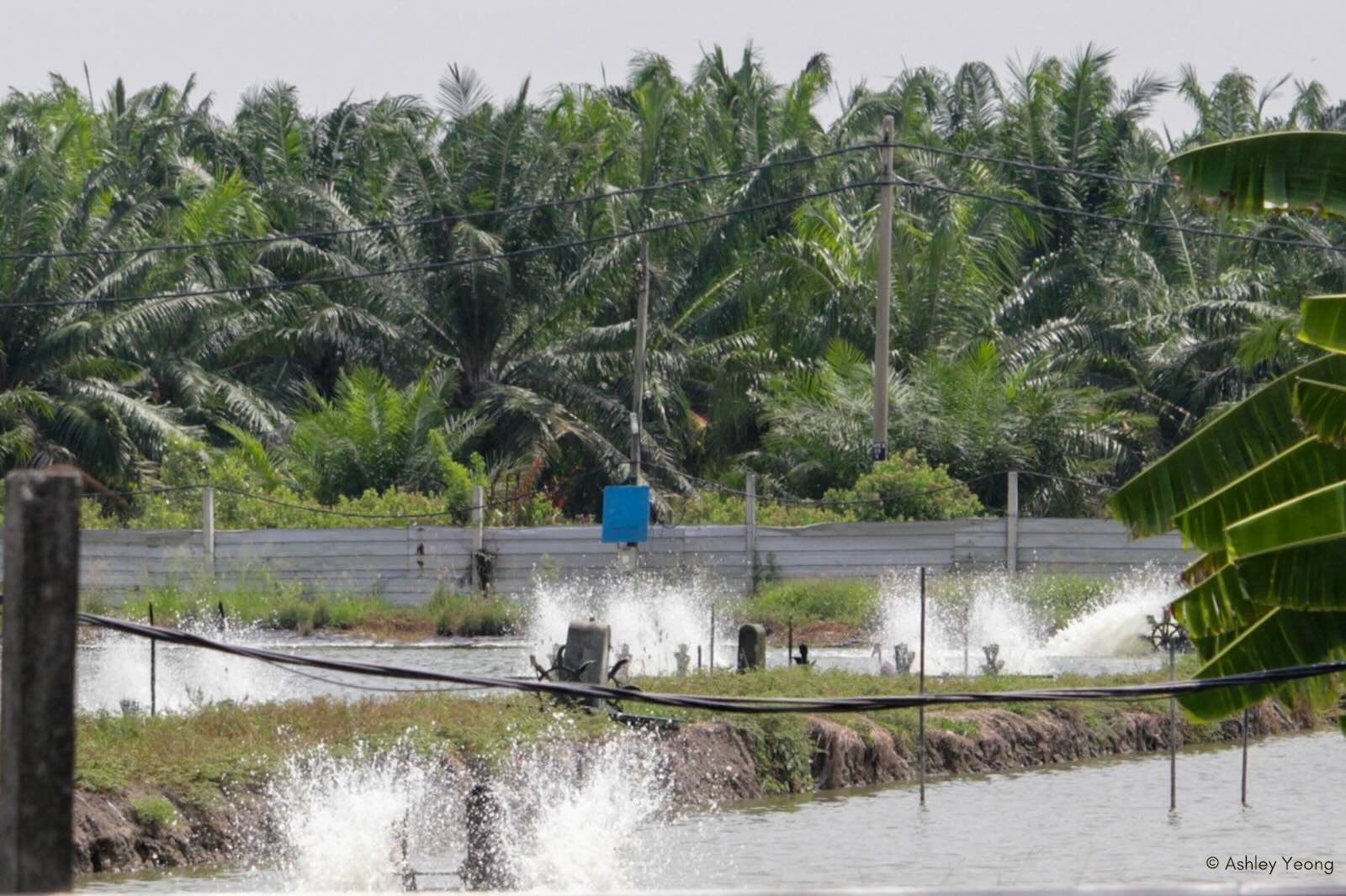 Slideshow Image 10. Photo: Macaranga