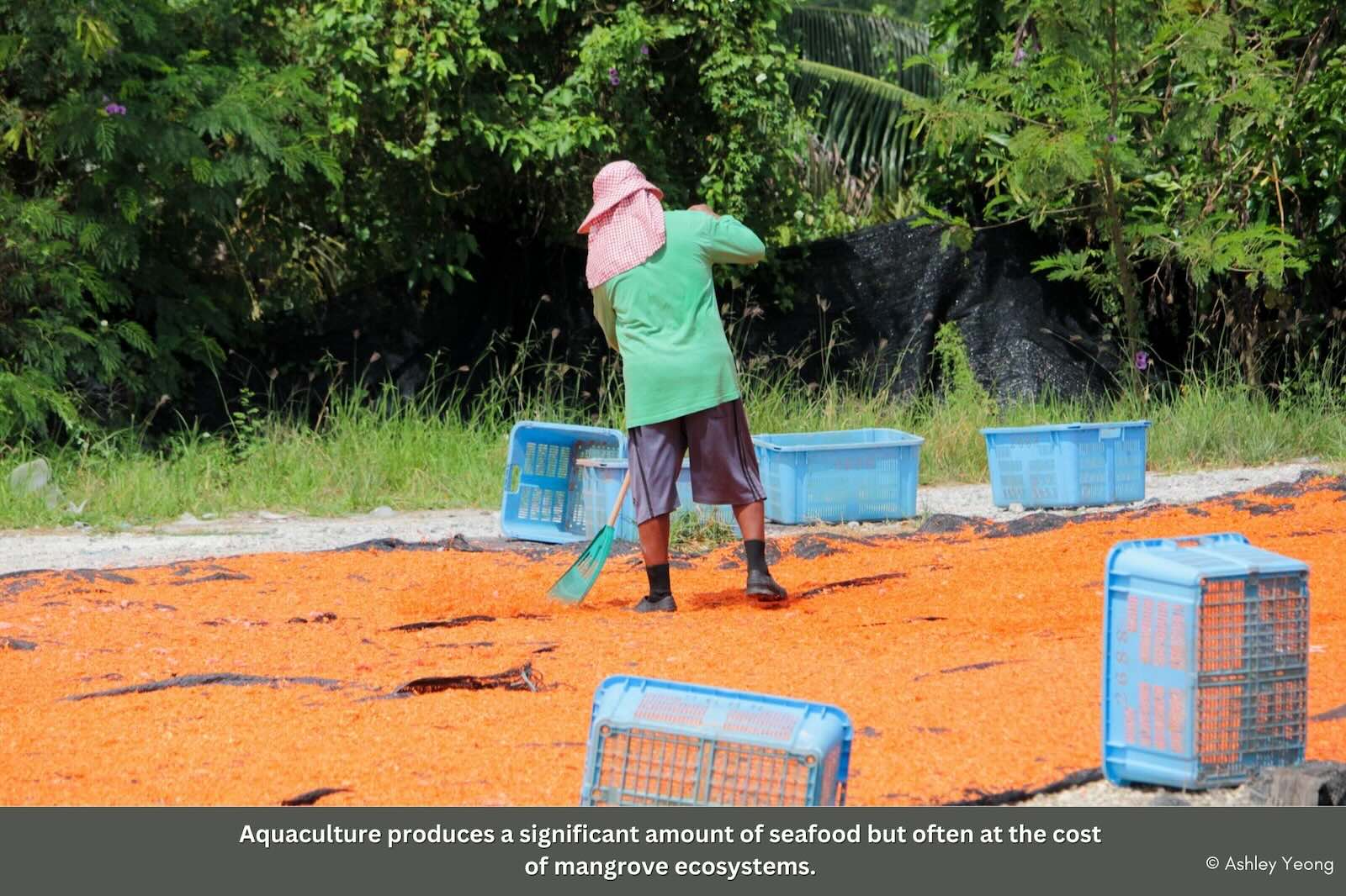 Slideshow Image 11. Photo: Macaranga